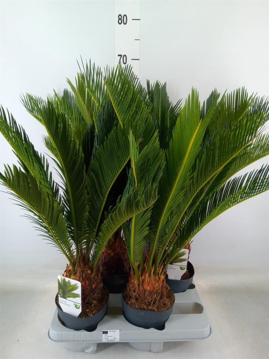 <h4>Cycas revoluta</h4>