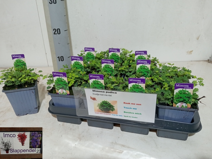 <h4>MIMOSA PUDICA</h4>