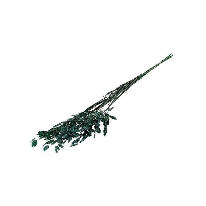 <h4>Bunch Chasmantium Pres. 80g L70</h4>
