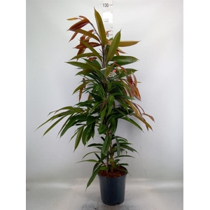 Ficus binn. 'Amstel King'