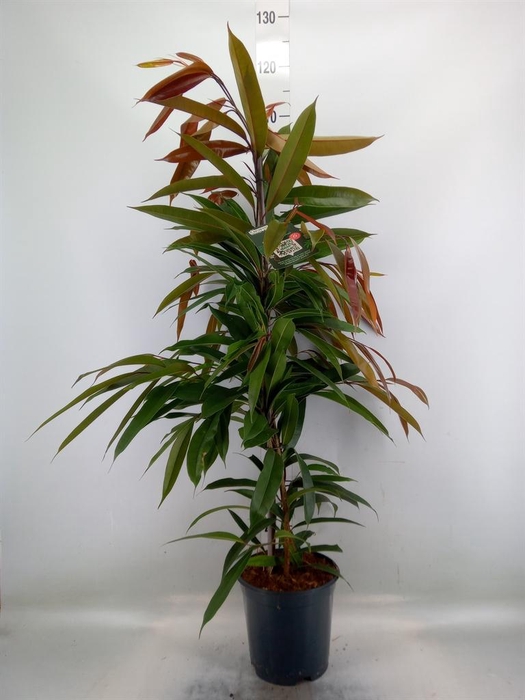 <h4>Ficus binn. 'Amstel King'</h4>