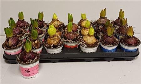 arr8 Hyacin Gem 4 Kl