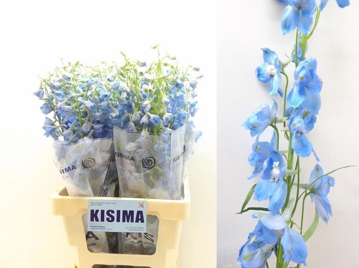 <h4>DELPH EN SKY WALTZ</h4>