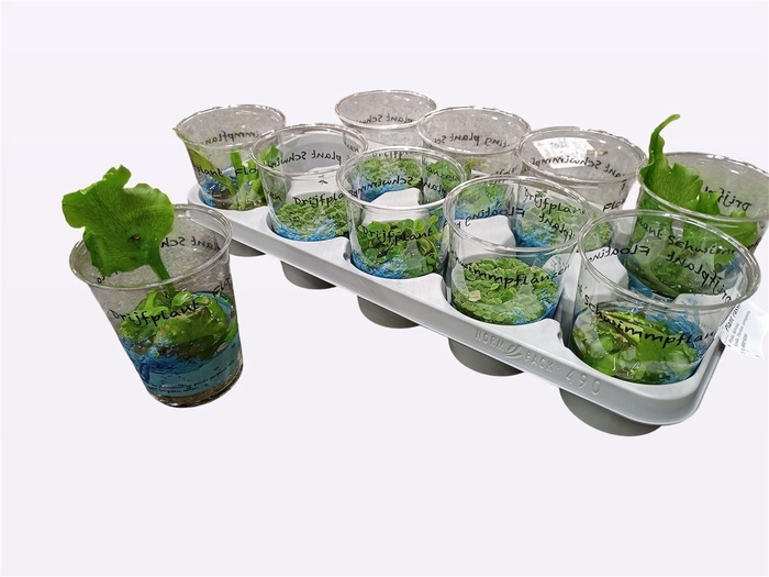 <h4>Drijfplanten Gem</h4>