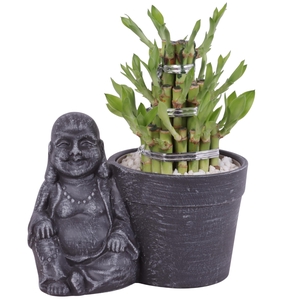Lucky Bamboo Shape Round 3S in Ceramic Sitting Buddha Ø21cm