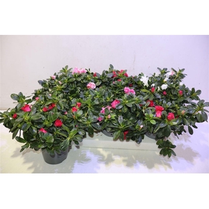 Rhodo Si Vogel Gem