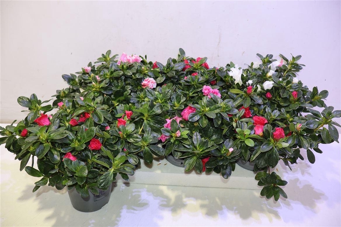 <h4>Rhodo Si Vogel Gem</h4>