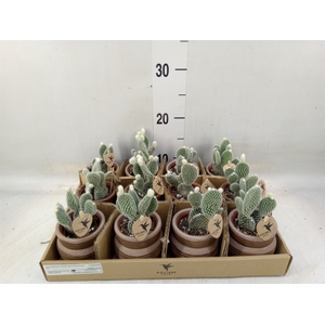 Opuntia microdasys 'Albispina'