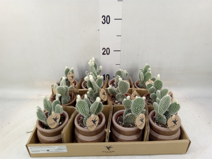 <h4>Opuntia microdasys 'Albispina'</h4>