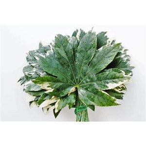 Fatsia Japonica Variegata I