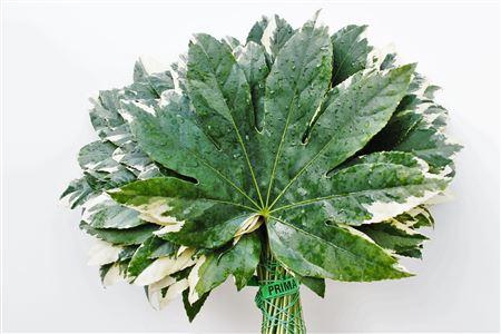 <h4>Fatsia Japonica Variegata I</h4>