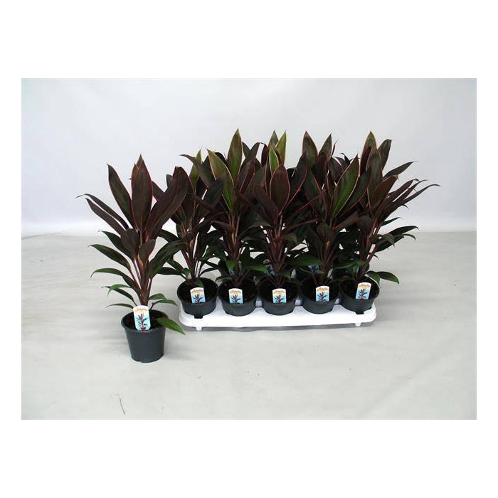 <h4>CORD FR RUMBA</h4>