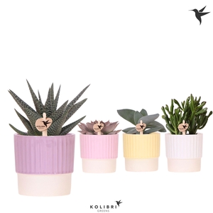 Succulenten mix in Butter pot mix