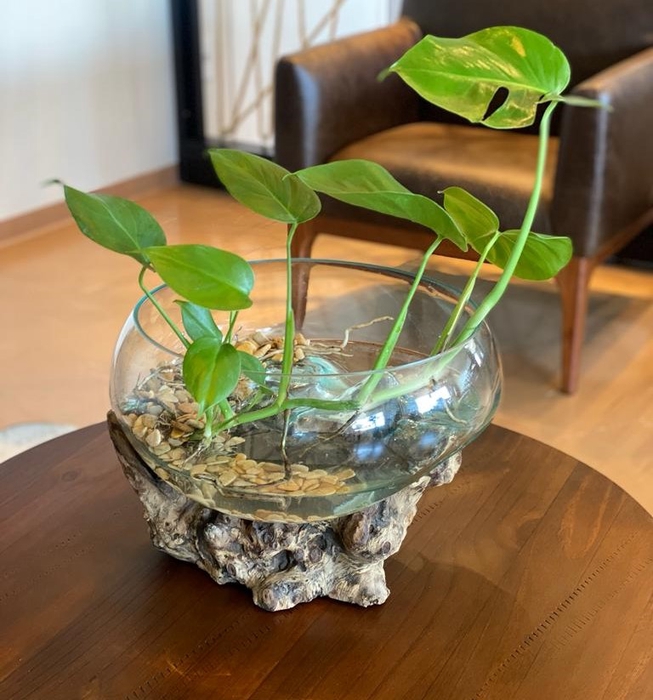 <h4>VASO BOLHA EXTRA GG BAIXA IMP</h4>