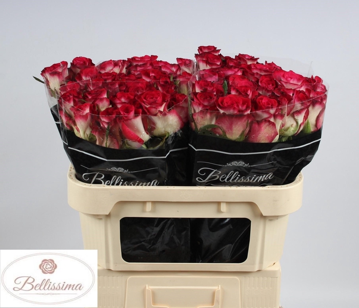 <h4>R GR CARICE!</h4>