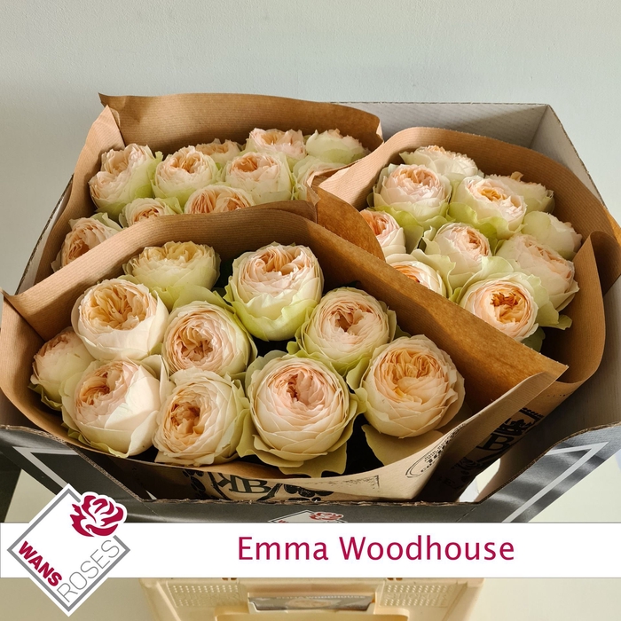 <h4>Rs gr Emma Woodhouse</h4>