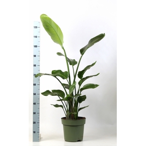 STRELITZIA NICOLAI