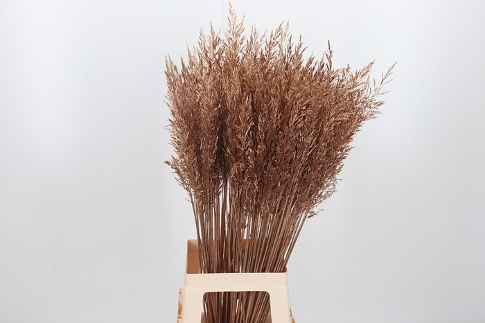 <h4>Calamagrostis Kl Bh Antiek Goud</h4>