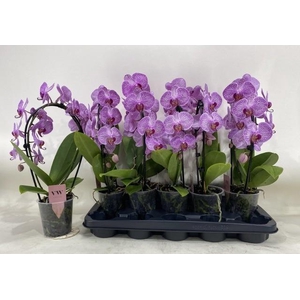 !! PROMO !! PHAL MIRROR PINK 2 TAK