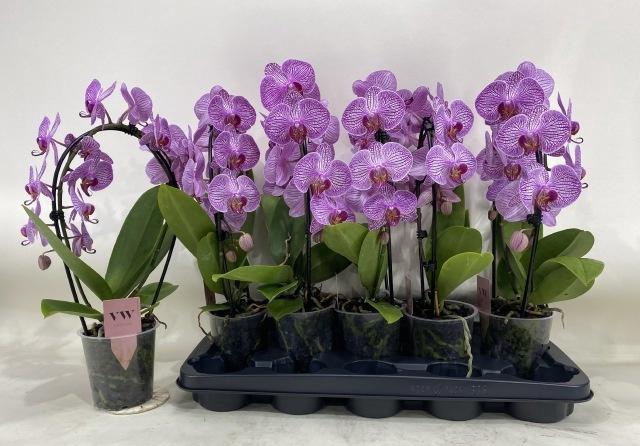 <h4>!! PROMO !! PHAL MIRROR PINK 2 TAK</h4>