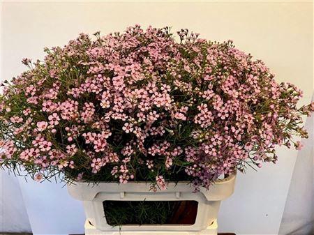 <h4>CHAME UN JUPITER SOL</h4>