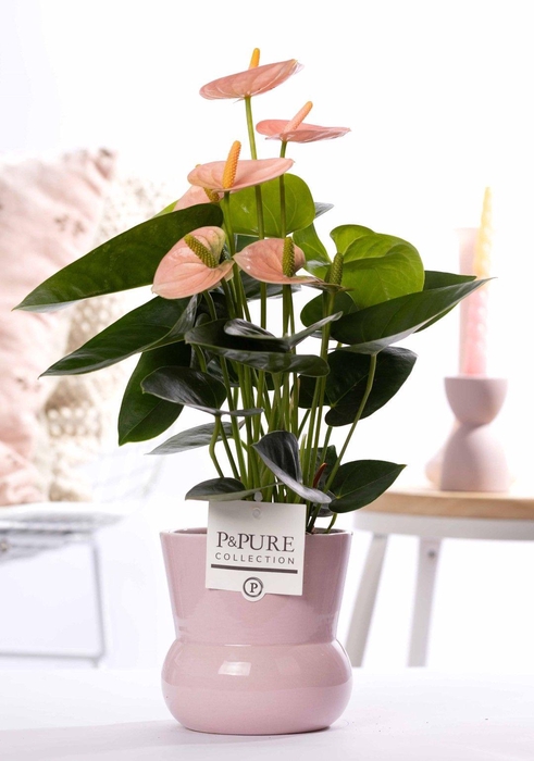 <h4>Anthurium pink (Spirit) in P&PURE Plant Vase Maxima pink</h4>