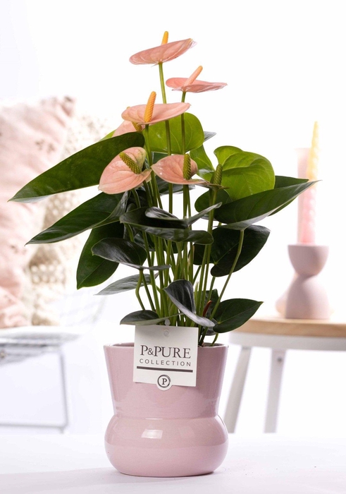 <h4>Anthurium pink (Spirit) in P&PURE Plant Vase Maxima pink</h4>