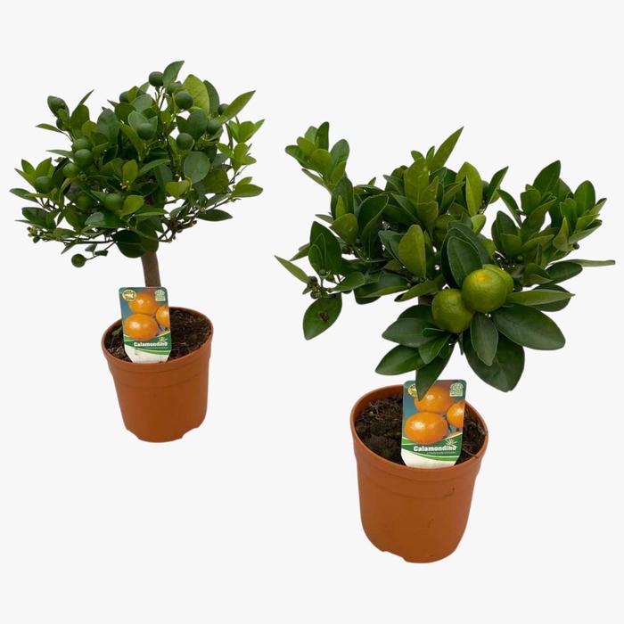 <h4>Citrus calamondin "op stam"</h4>