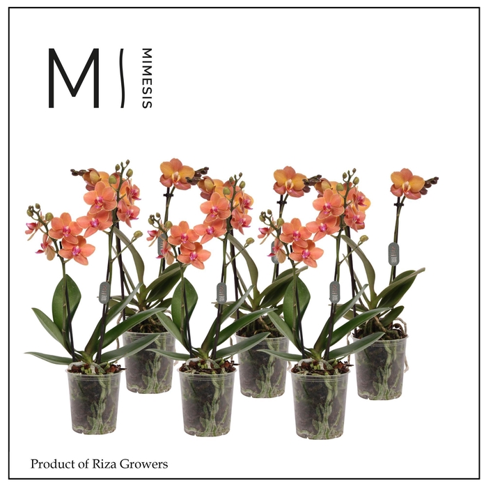 <h4>Phalaenopsis Orange 2 spike - 9cm | Mimesis</h4>