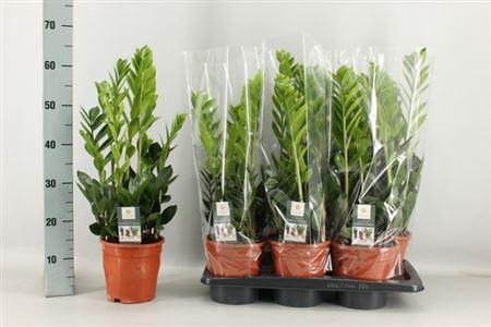 <h4>Zamio Zamiifolia</h4>