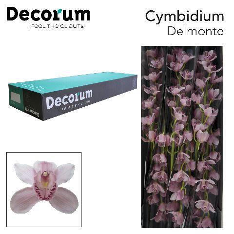 <h4>CYMB T DELMONTE Decorum 80cm.</h4>