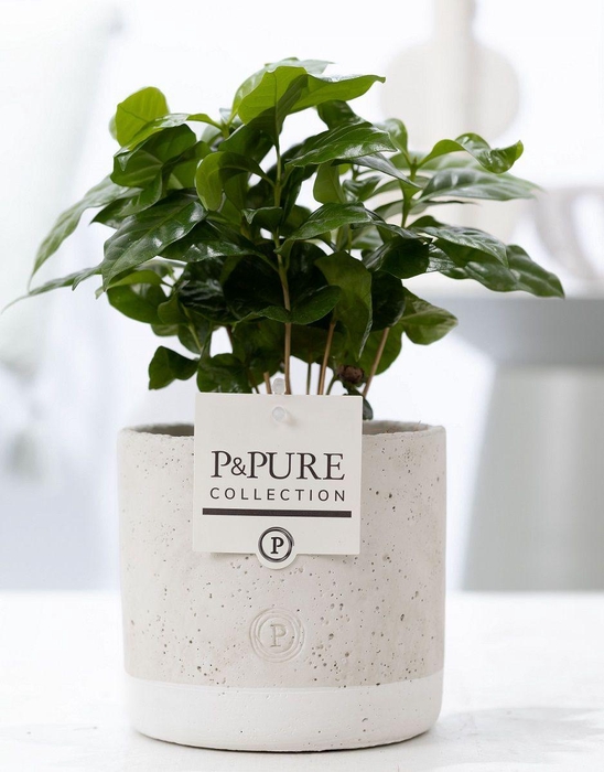 <h4>Coffea Arabica in P&PURE Jade ceramics</h4>