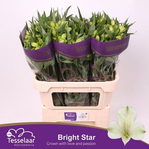 Alstroemeria bright star