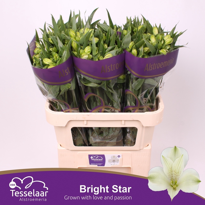 <h4>Alstroemeria bright star</h4>