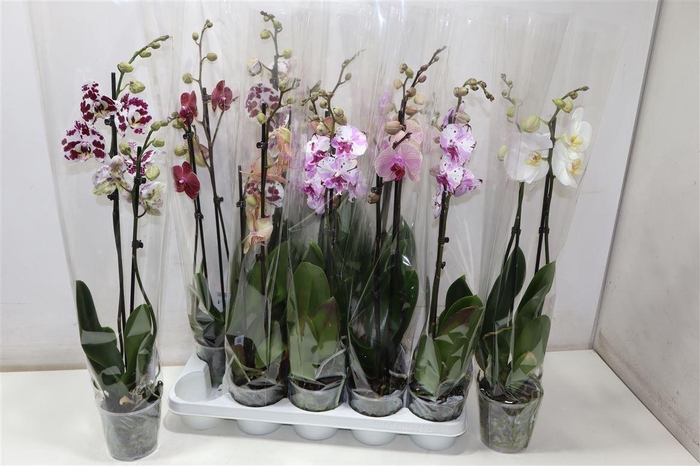 <h4>arr8 Phal Gem</h4>