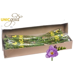 UG Barendse - Allure 5x20 box