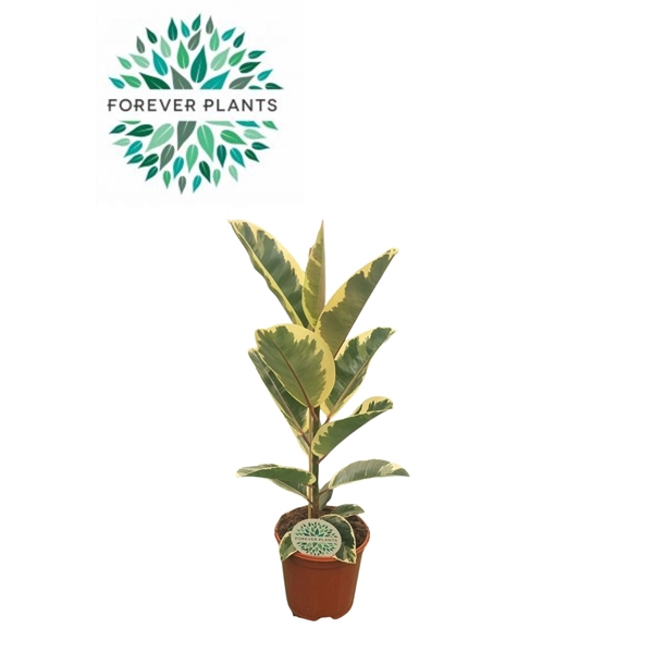 <h4>Ficus Elastica Tineke p21</h4>