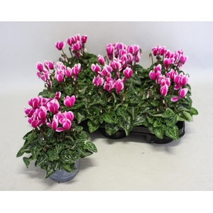 Cyclamen Super Serie Fuji Dark Violet