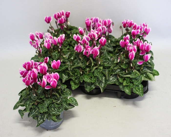 <h4>Cyclamen Super Serie Fuji Dark Violet</h4>