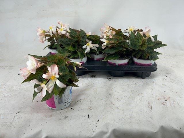 <h4>Begonia boliv. 'Angel Pink'</h4>