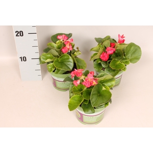 Begonia semp. Dubbel Red