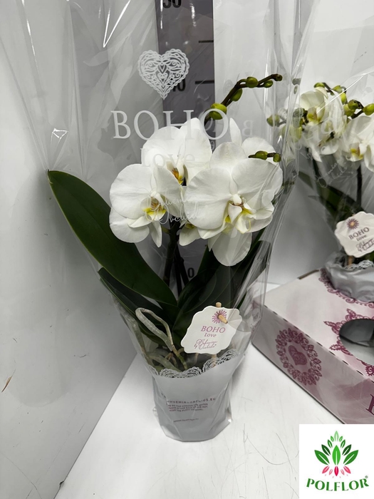 Phalaenopsis Boho Love White 12Ø 45cm 2st 15fl