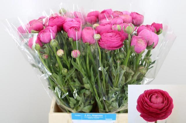 <h4>RAN AAZUR DEEP ROSE</h4>