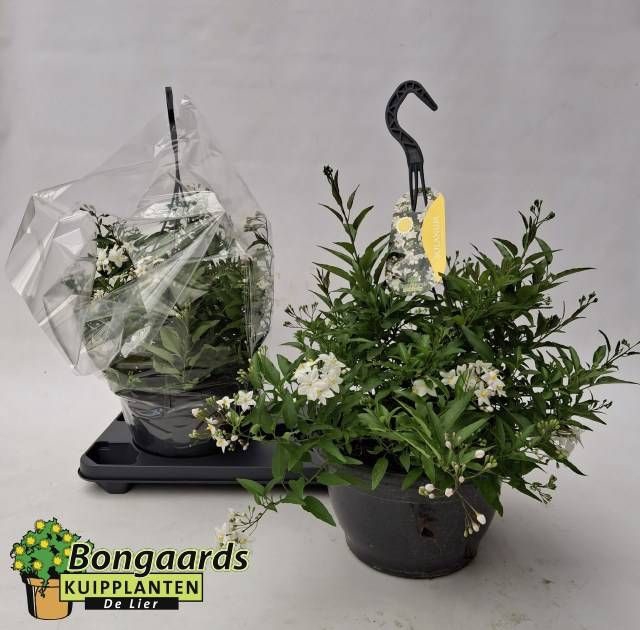 <h4>SOLANUM JASMINOIDES</h4>