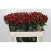 Hypericum Magical Triumph