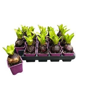 HYACIN PURPLE SENSAT