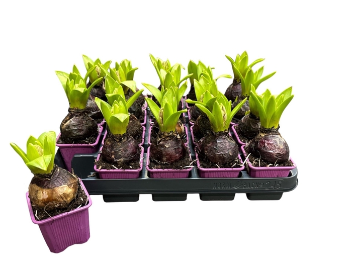 <h4>HYACIN PURPLE SENSAT</h4>