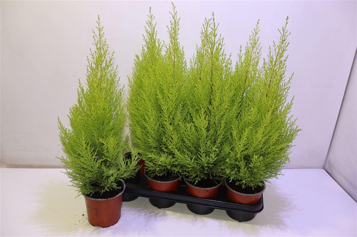 <h4>Cupr Ma Goldc Wilma</h4>