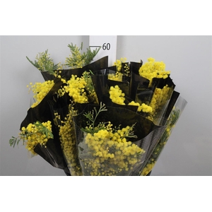 Acacia Mirandol Extra 150gr