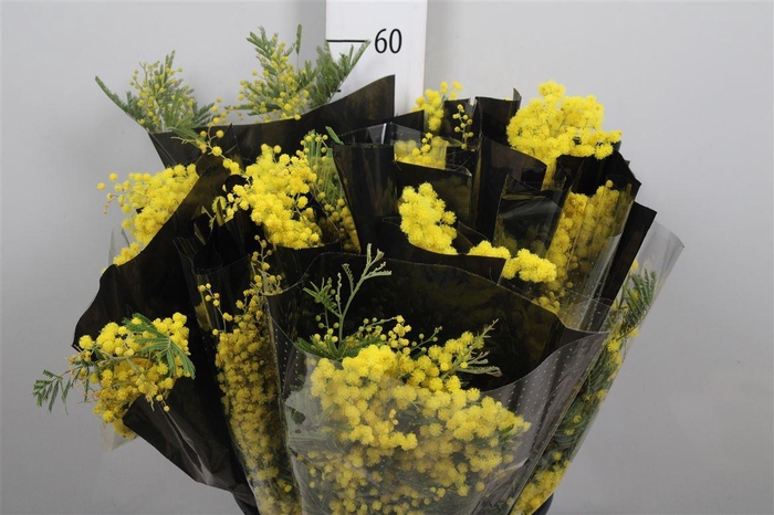 <h4>Acacia Mimosa Mirandol Xxl</h4>